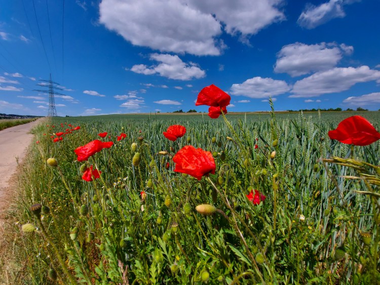 Ende Mai blüht im Hunsrück der Klatschmohn