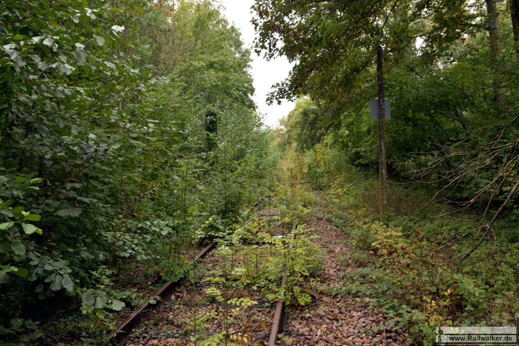 Noch kommt man hier durch, aber schon im Sommer 2021 oder 2022 wird es hier unmöglich sein der Strecke zu folgen.